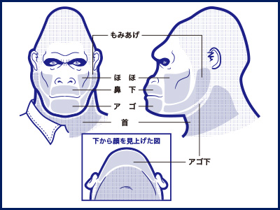 ゴリラクリニックヒゲの部位説明の画像